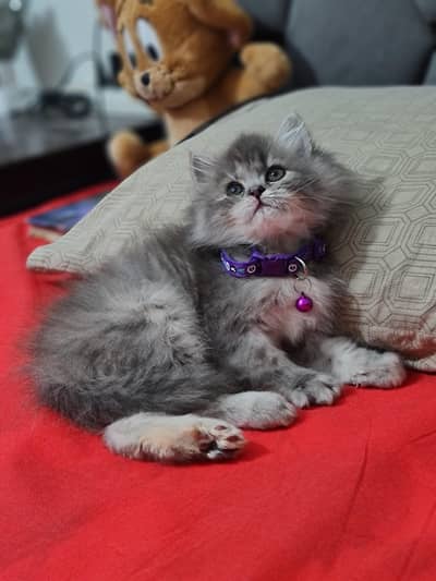 Persian cat