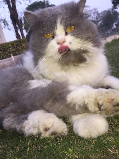 Yellow Color female cat