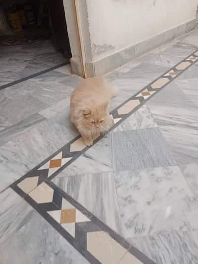 Persian male cat