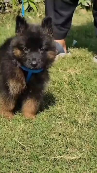 German Shepherd puppy for sale