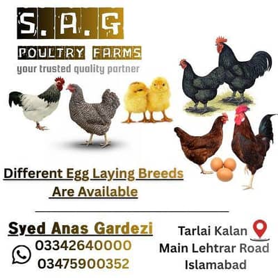 Different Breeds Available