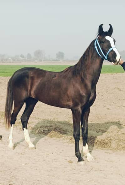 Brand wachari pure ravi breed