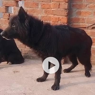 Black german shepherd long coat
