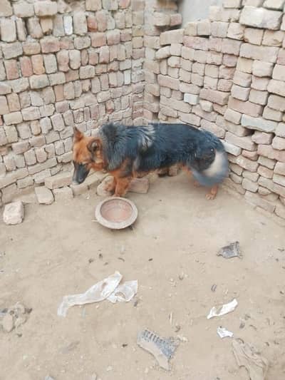 German shepherd female long coated