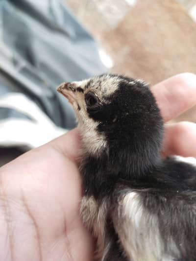 Aseel thai chick for sale