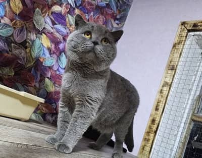 British shorthair Male