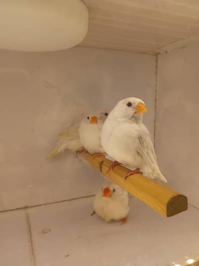 2 snow white pair and 15 pair coman and mutation