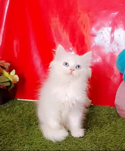Persian Triple Coated Cats & Kittens