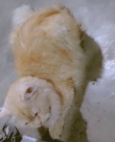 Male cat for sale ha num 03214640144