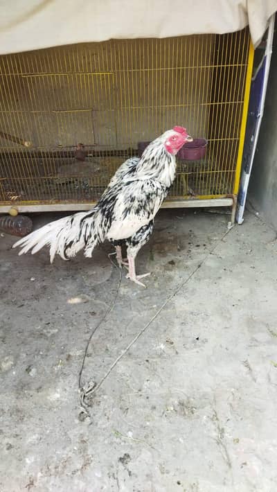 sindhi aseel murga for sale