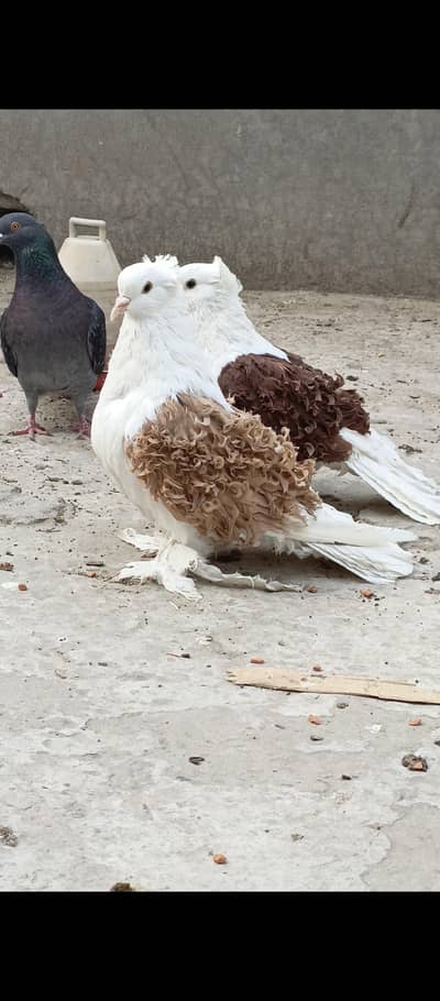 Sawallow Pair For Sale Red Fril male l Yellow frill male  for sale