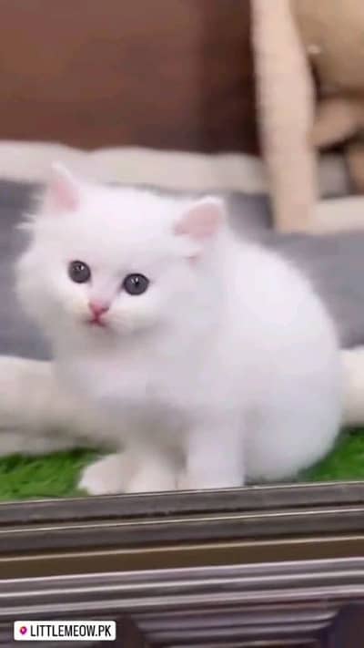 Persian cat for sale male female vaccine clear 0319=71=87=068=