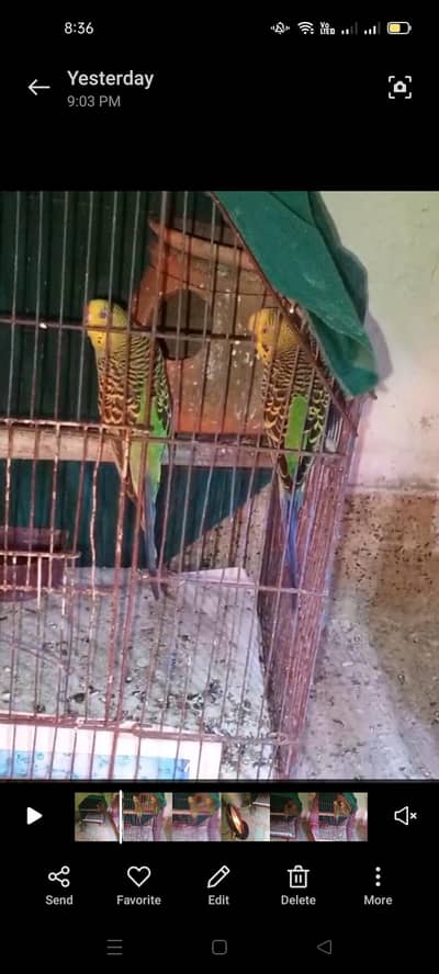 Australian breeder pair 03066623459