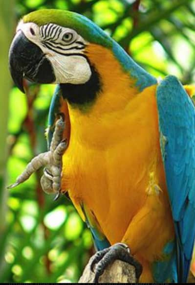 macao for sale Rawalpindi