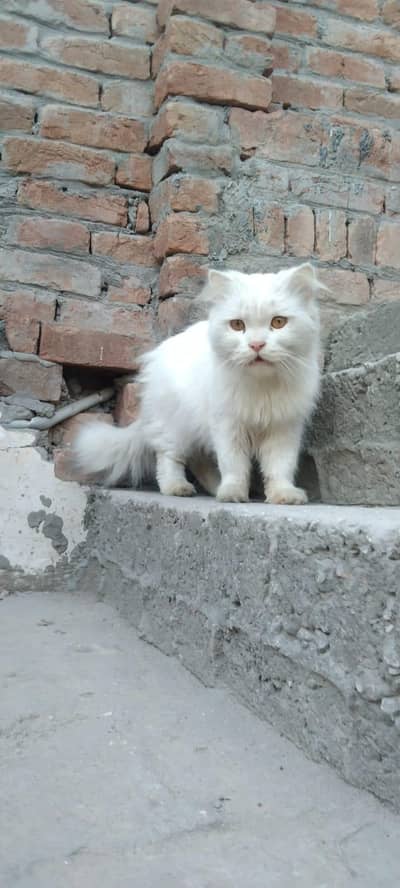 Persian cat for sale.