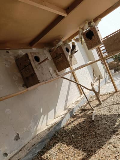 cocktails colony for sale