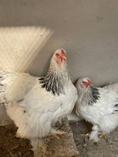 American Barhama Murghi White and Black