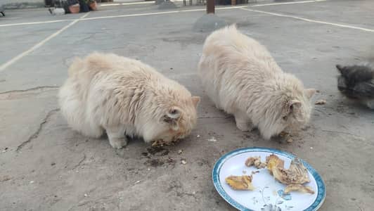 breder cats pair for sale