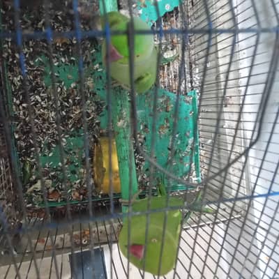 green parrot pair