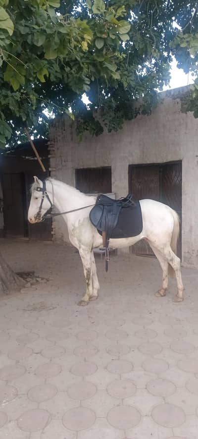 nukra horse for sale