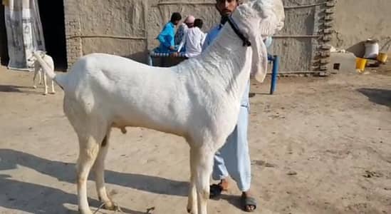 Rajanpuri Bakra 2 Dant Bakra hai/ +03291198926