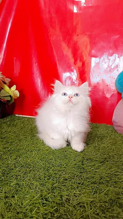 Persian Kittens Triple Coated