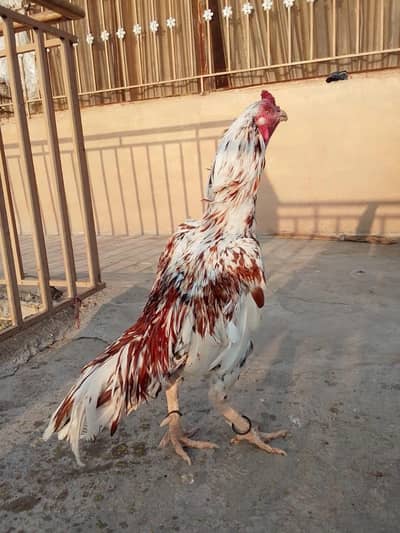 Aseel Murga for sale