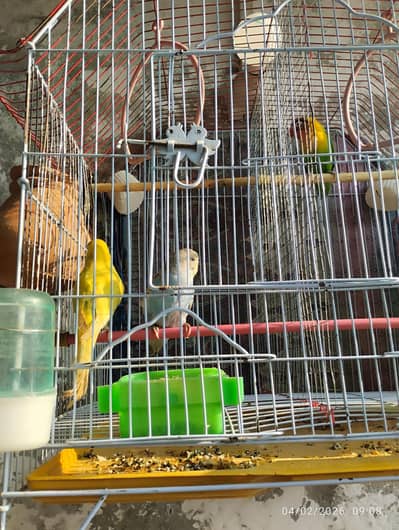 Breeder Pair with Five eggs | lovebird
