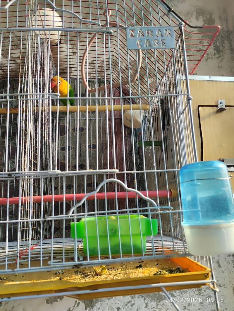 birds complete setup 1