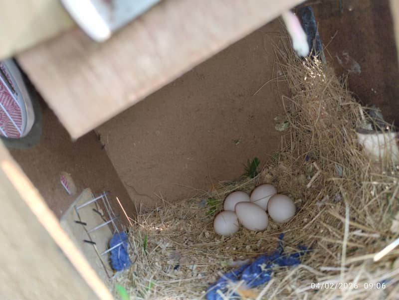 birds complete setup 2