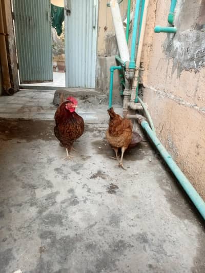 mashallah healthy hens ha ik kisam ki abhi stater ha daily eggs ata ha