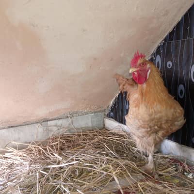 full active 10/10 golden buff male