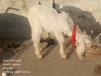 Bakra for seal 2 months ka bacha hai 0. . 3. . 1. . 5. . 2. . 8. . 2. . 2. . 7. . 2. . 2