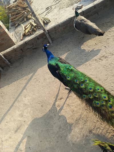 black shoulder male full breader