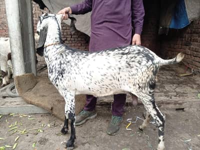 Gaban bakre for sale