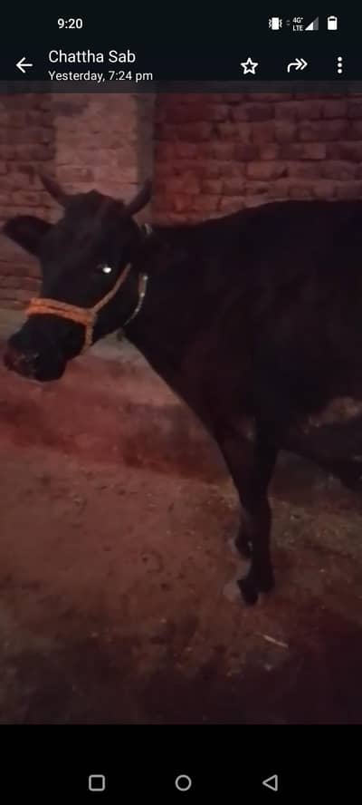 1 munth ki tazi soi ha thanda paka dood 8 liter  pechy Wacha ha