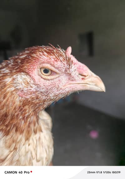 Pakistani old Bloodline