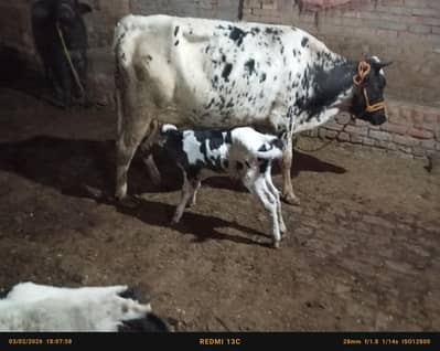 faresion,sahiwal ,cross cow, cholistani cross , jersey گاے