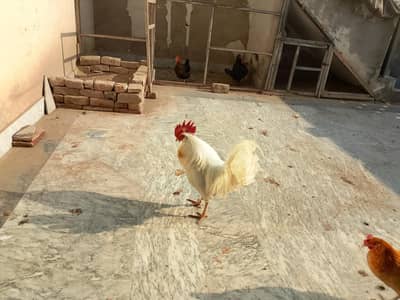 beautiful White leghorn