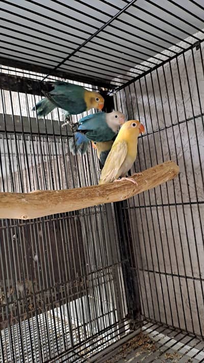 love birds breeder pairs 5