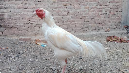 White Murga Aseel Heera Murgha for sell
