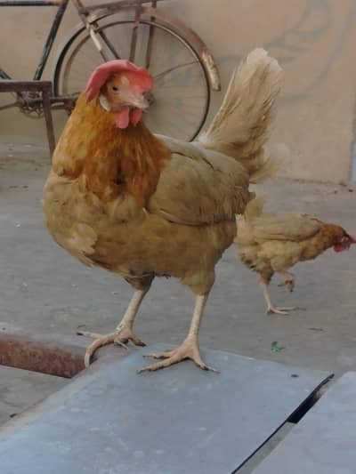 layer Hens egg lying