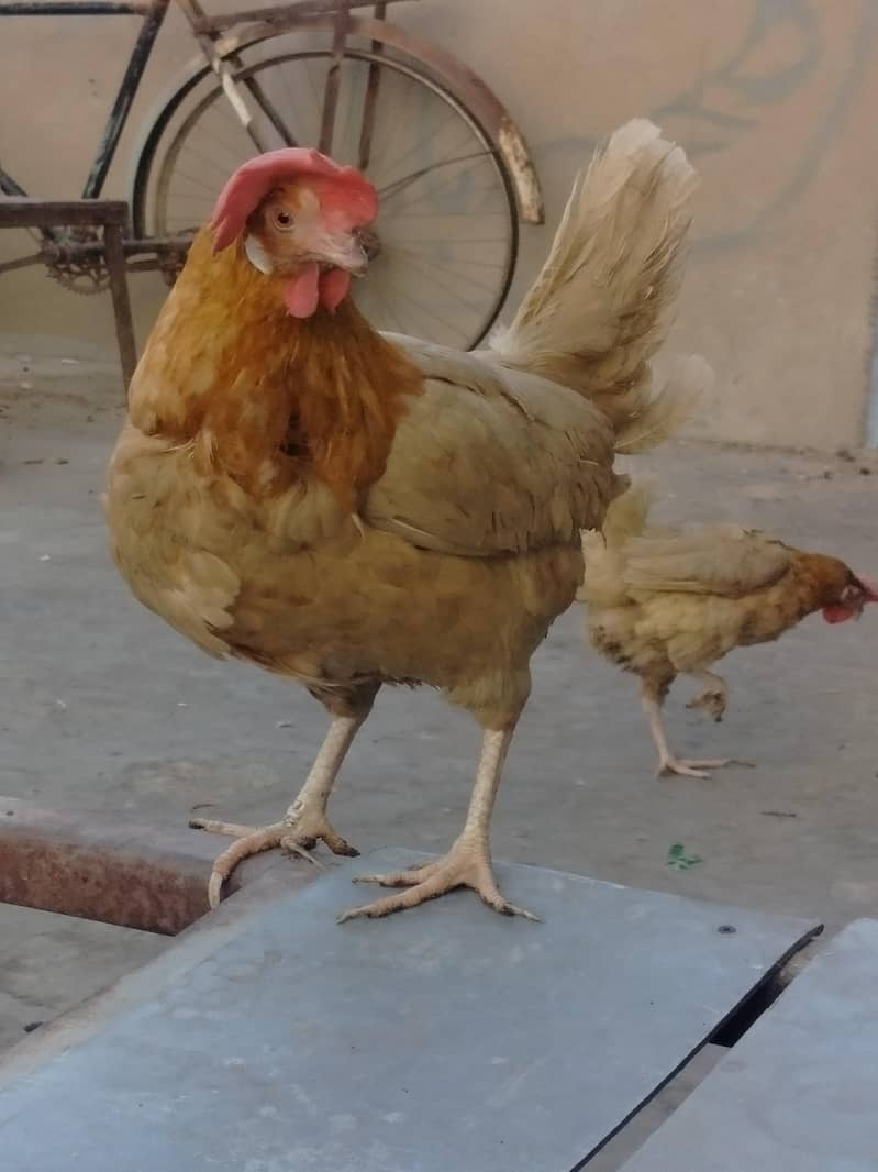 layer Hens egg lying 0