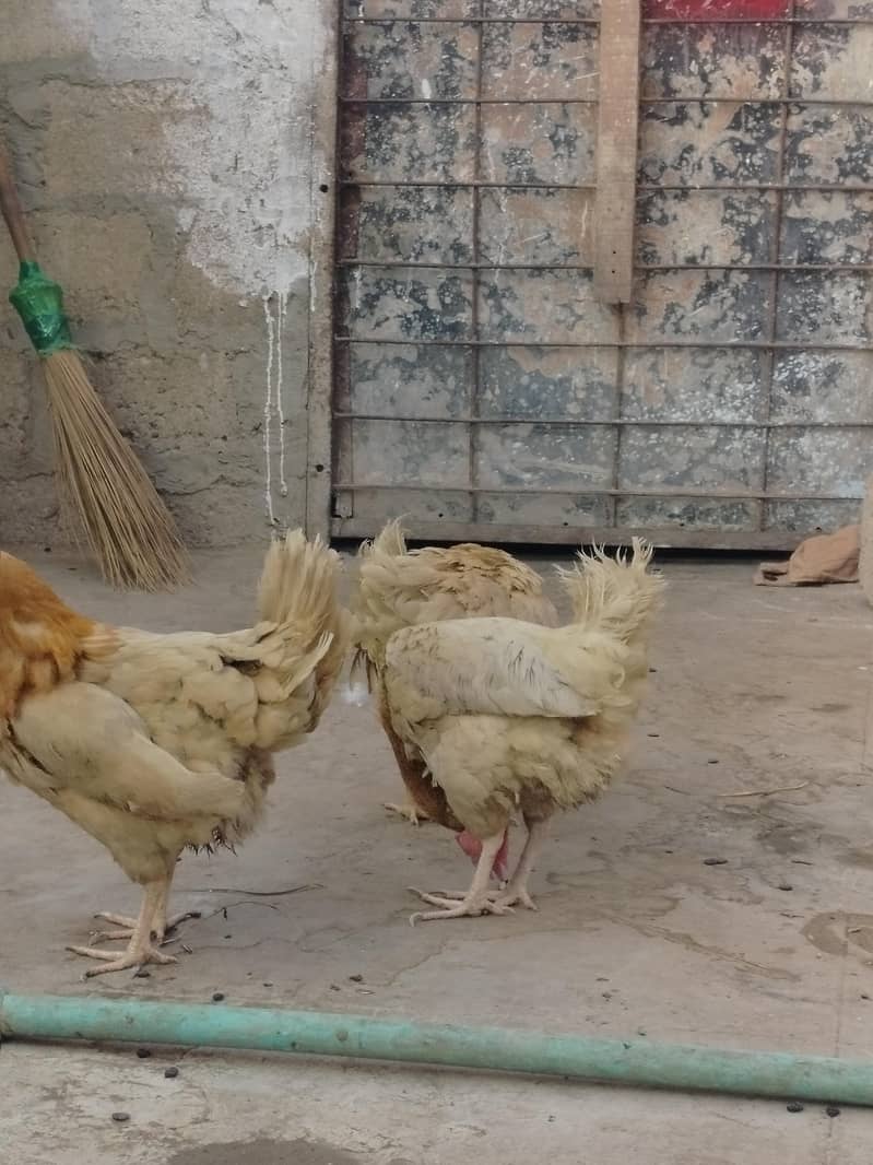 layer Hens egg lying 1