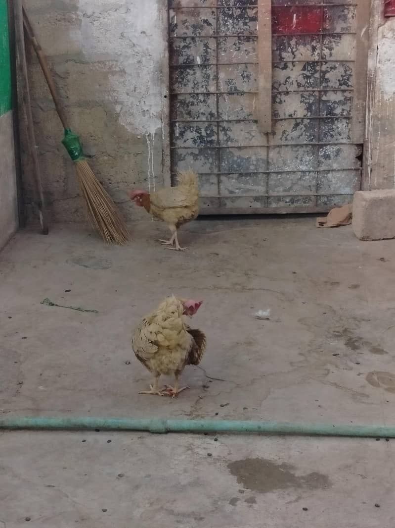 layer Hens egg lying 3