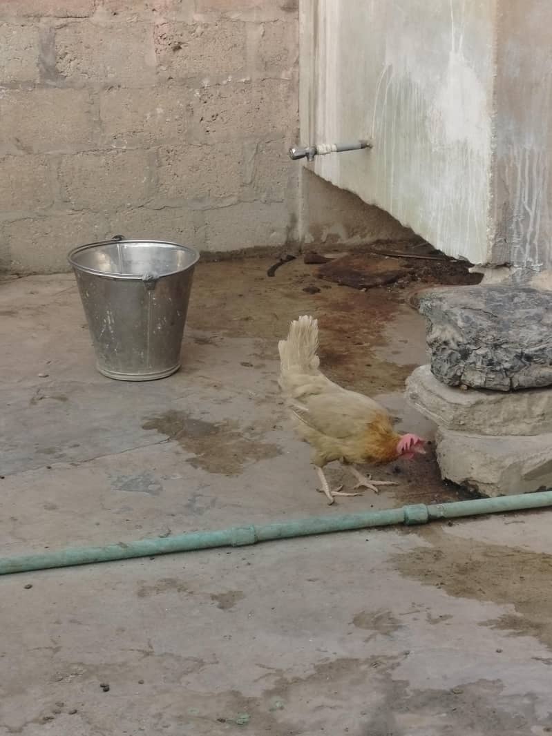 layer Hens egg lying 4