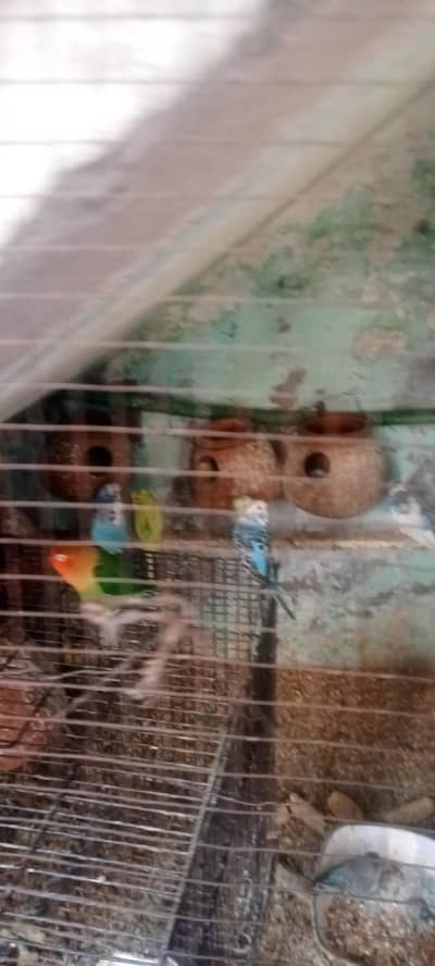 wooden cage 6 poshan 1.5/1.5