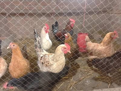 7 Desi Hens + 1 Strong Desi Rooster for Sale