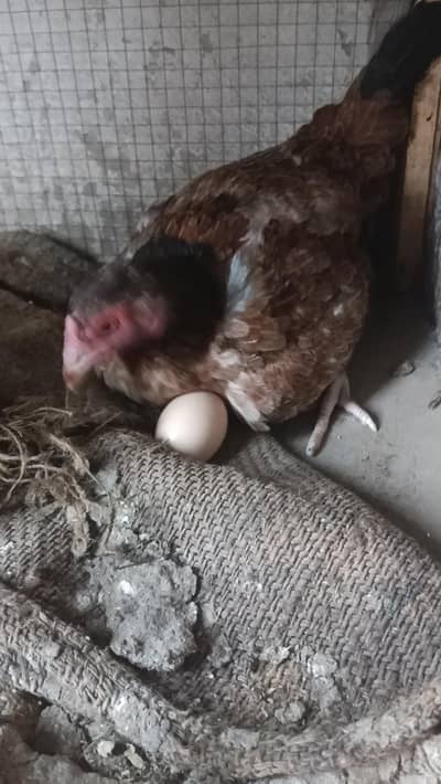 Aseel hens murga murgi patha pathi chicks add 03094157574 plz