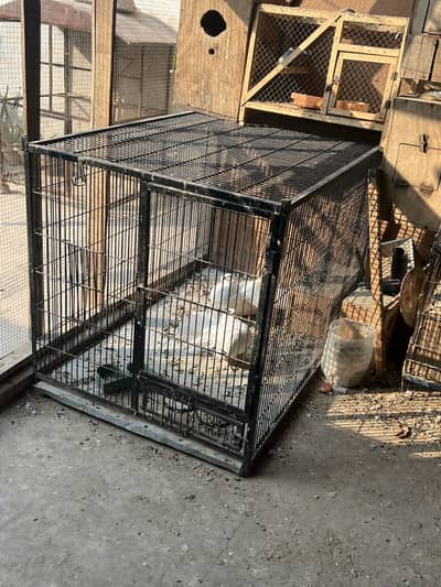 Love birds |Raw cage |cage |white dove |gry java|